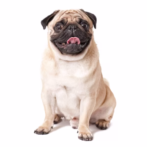 pug dog isolated white background 2829 11416